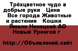 Трёхцветное чудо в добрые руки › Цена ­ 100 - Все города Животные и растения » Кошки   . Ямало-Ненецкий АО,Новый Уренгой г.